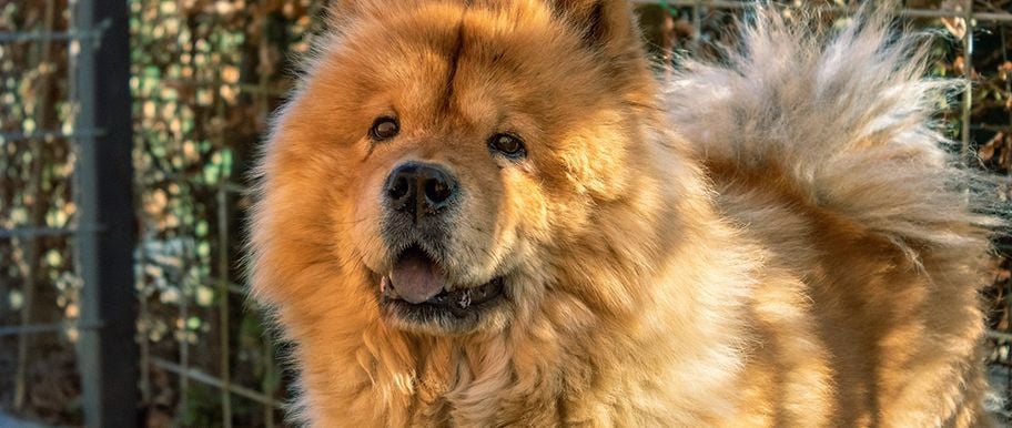 chien chow-chow